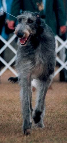 deerhound