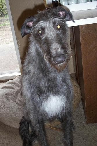 deerhound