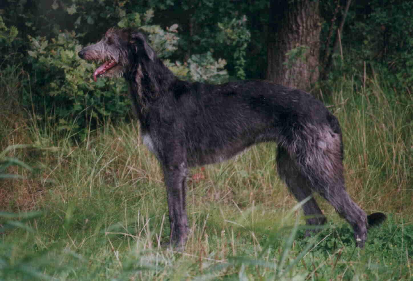Scottish Deerhound