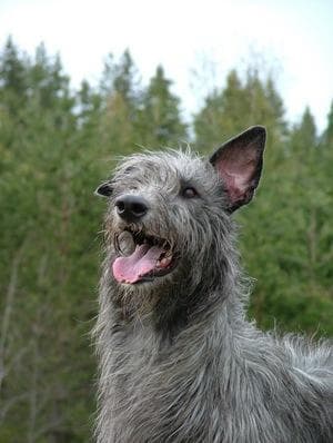 Scottish Deerhound