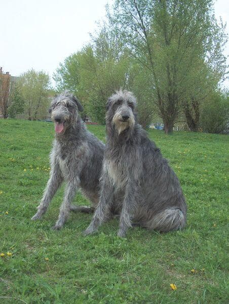 Scottish Deerhound