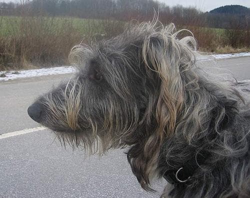 Scottish Deerhound