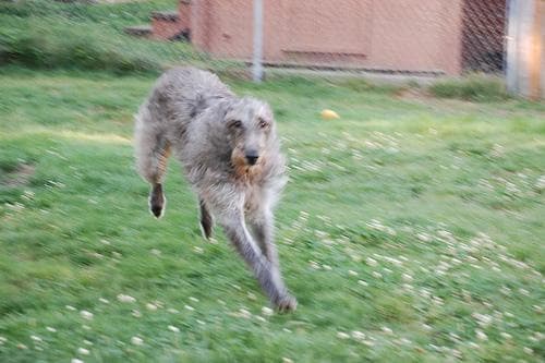 Scottish Deerhound