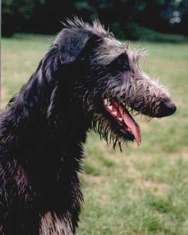 Scottish Deerhound