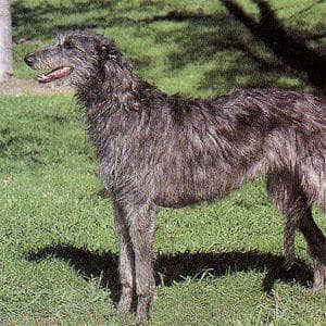 Scottish Deerhound
