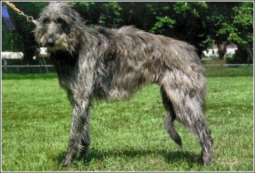 deerhound