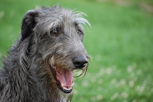 Scottish Deerhound