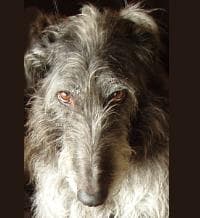 Scottish Deerhound