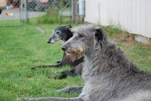 Scottish Deerhound