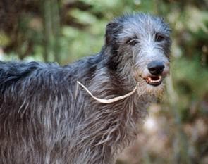deerhound