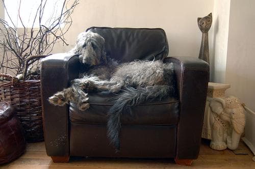 Scottish Deerhound