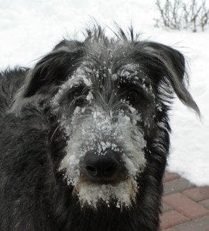 deerhound