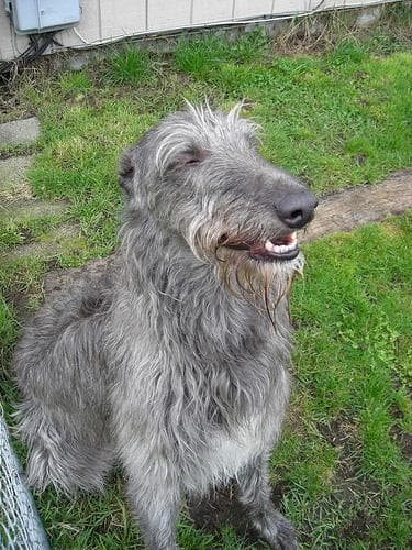 deerhound