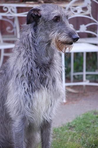deerhound