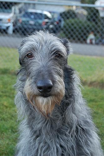 Scottish Deerhound