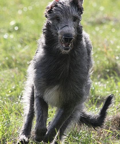 Scottish Deerhound