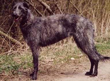 deerhound