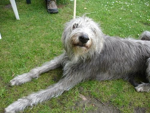 deerhound
