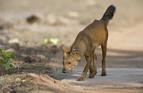 Dhole