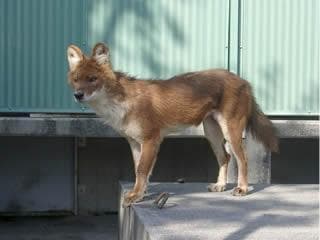 Dhole