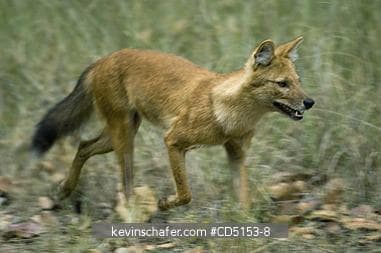 Dhole