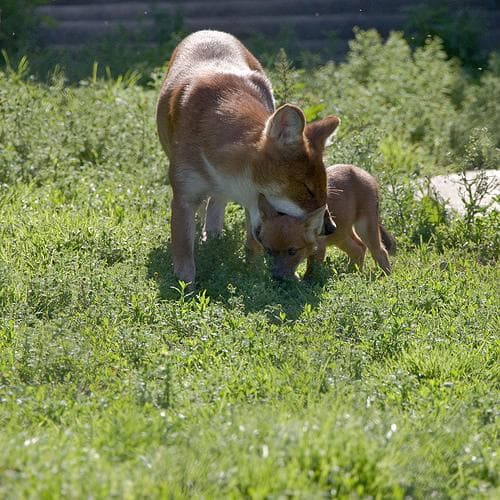 Dhole