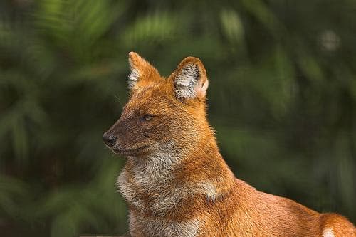 Dhole