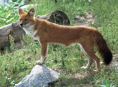 Dhole