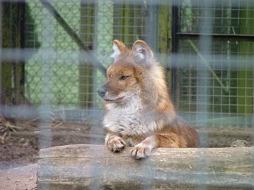 Dhole