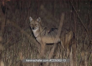 Dhole