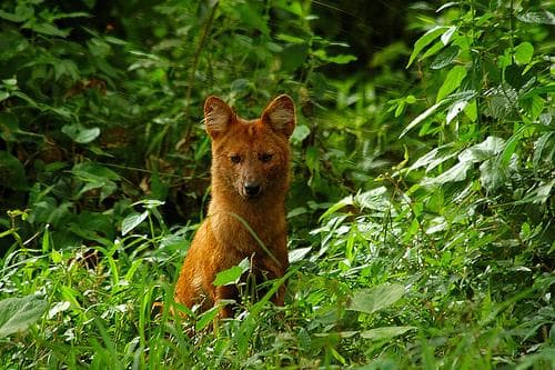 Dhole