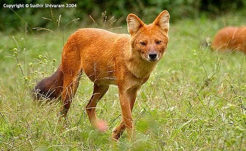 Dhole