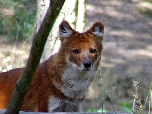 Dhole