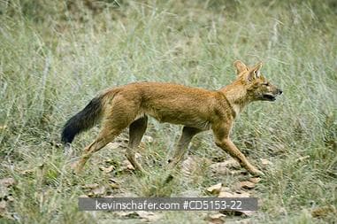 Dhole