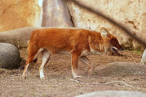Dhole