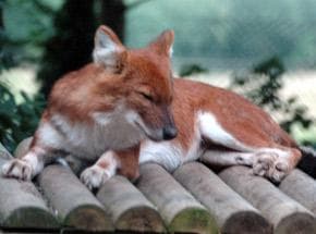Dhole