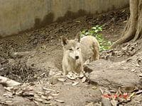 Dhole