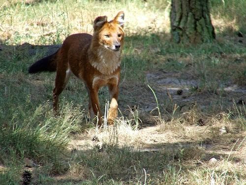 Dhole
