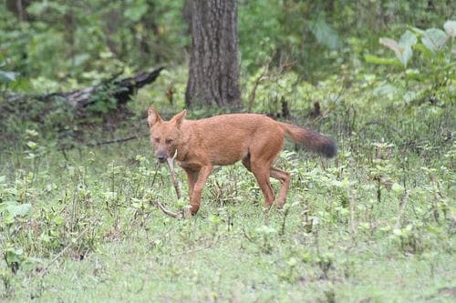 Dhole