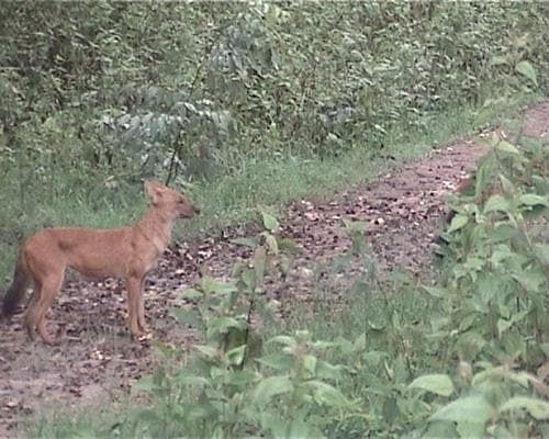 Dhole