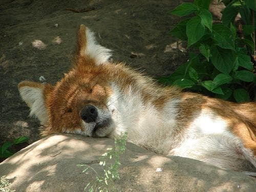 Dhole