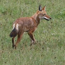 Dhole