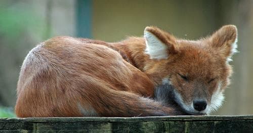 Dhole