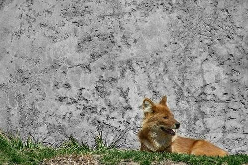 Dhole