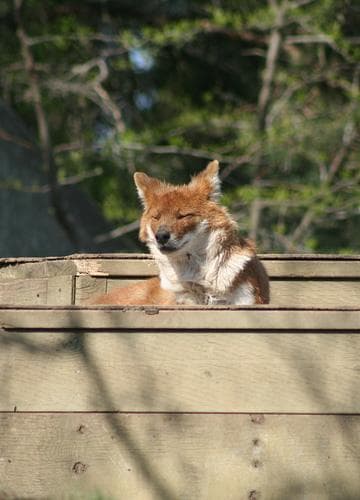 Dhole