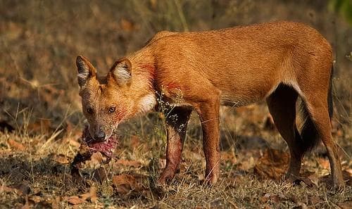 Dhole
