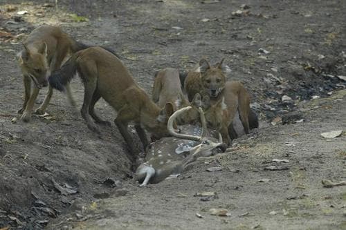 Dhole