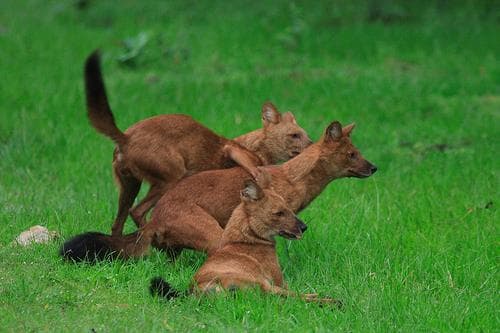 Dhole