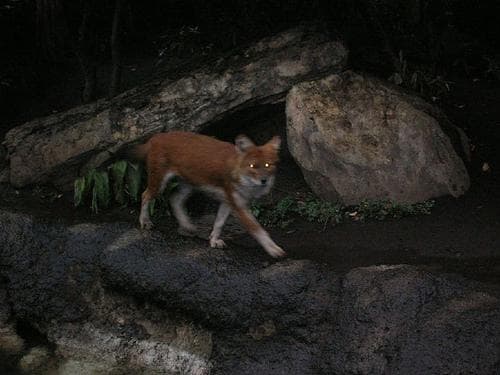 Dhole