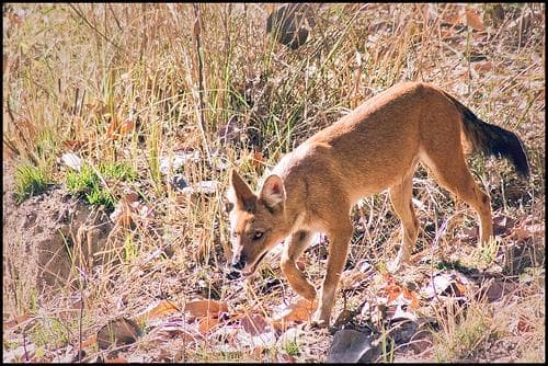 Dhole